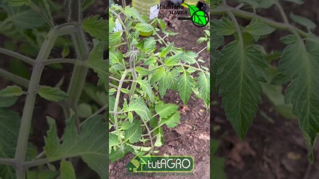 ЛИСТЬЯ ЖЕЛТЕЮТ СВЕРХУ? Что означает пожелтение верхних листьев. Рассада желтеет. Подкормка рассады.