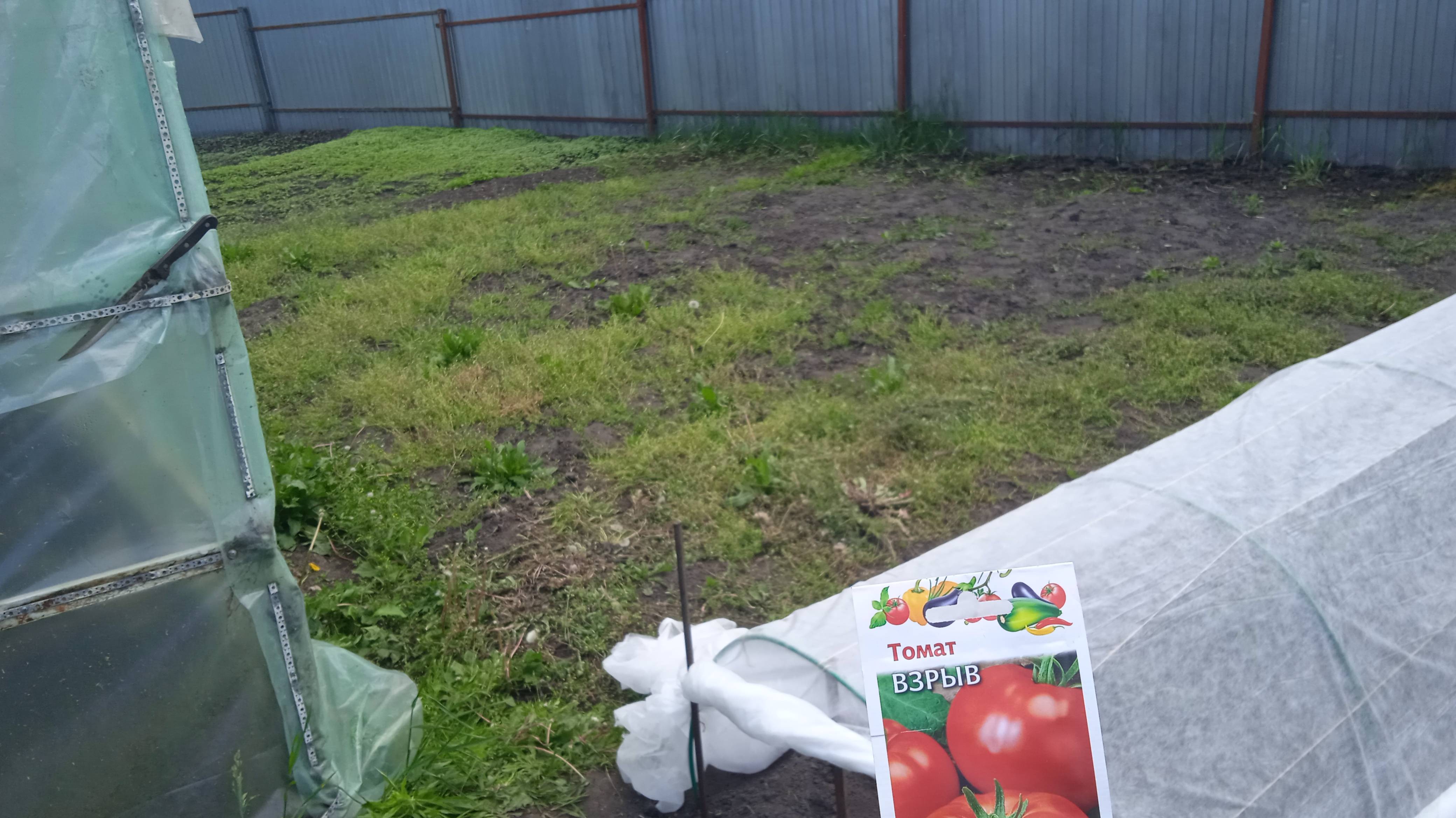 22.5.25г.  Высаживаю в Открытый Грунт Помидоры сорта ВЗРЫВ под Укрытие!!!