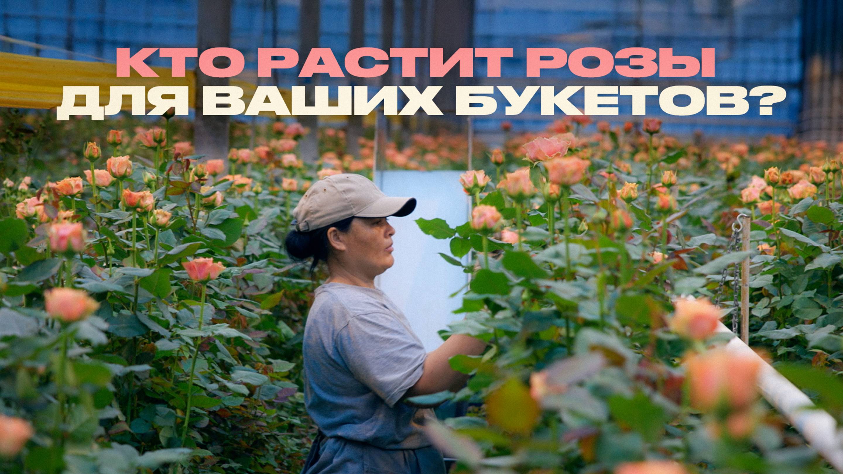 Розы от ростка до вашего букета. Как выращивают цветы?