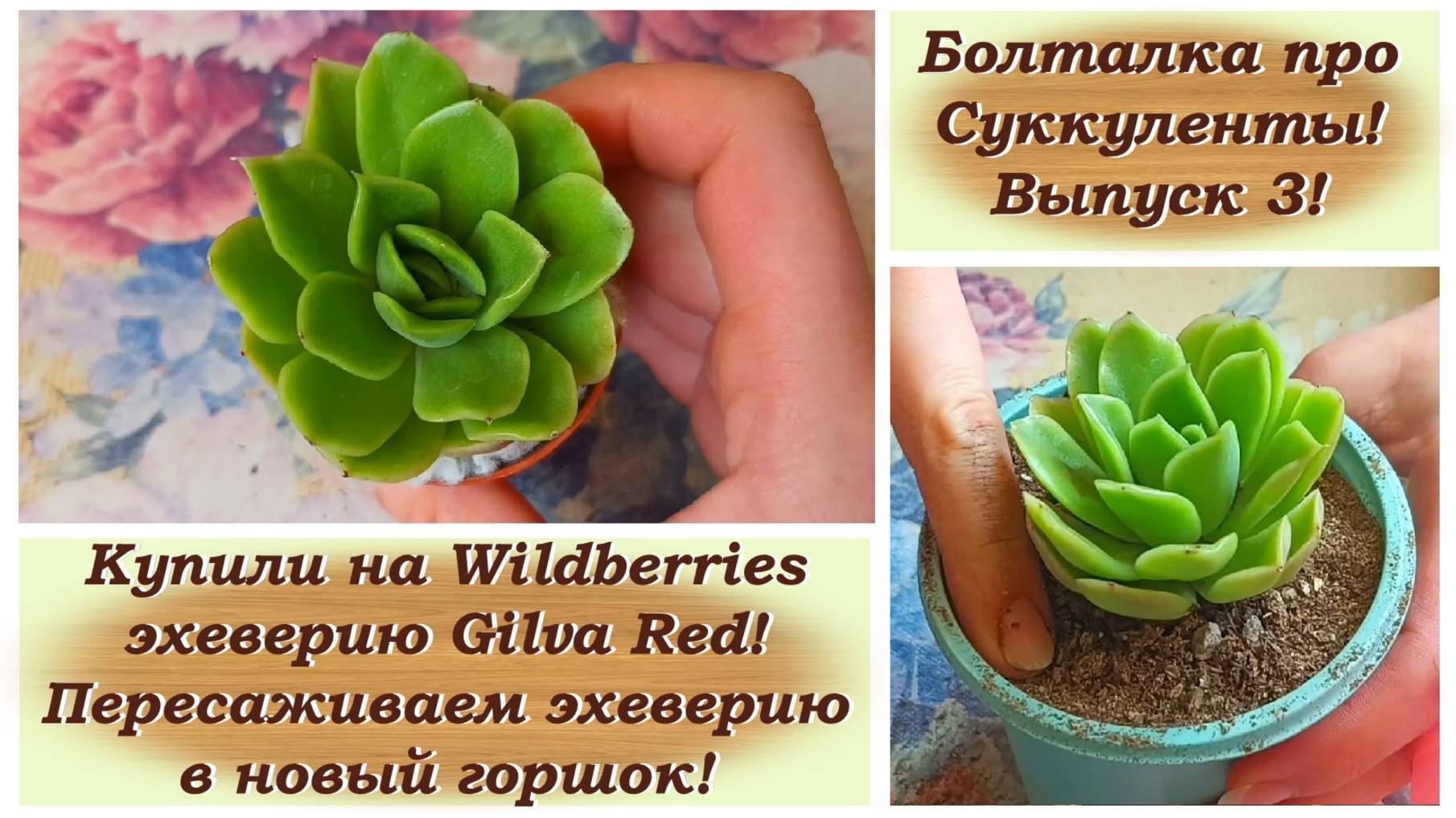 Болталка про Суккуленты! Выпуск 3! Купили на Wildberries эхеверию Gilva Red! Пресаживаем эхеверию!