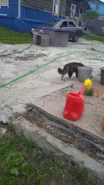 22.5.25г.  КРАСОТА моя ты куда УШЛА!!!   БУСИНКА!!!