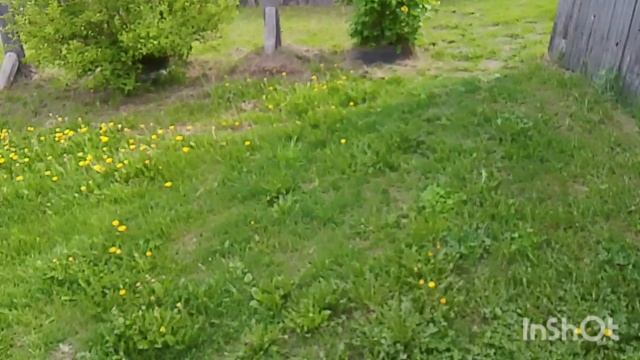 цветущая весна у нас в районе