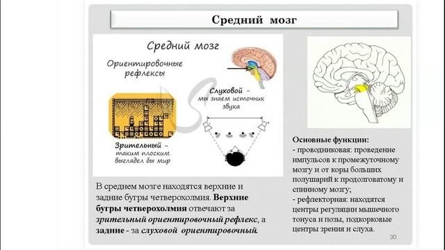 9 класс Биология 23 мая