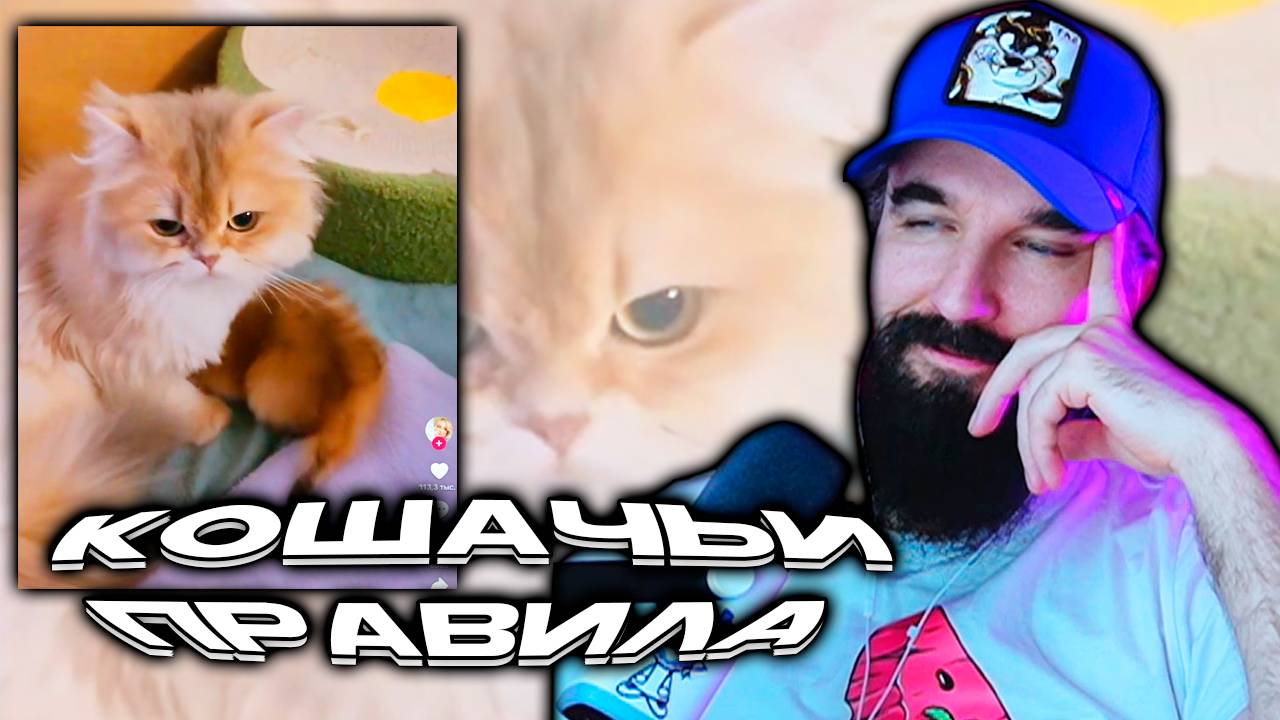 КОШАЧЬИ АБЪЮЗИВНЫЕ ОТНОШЕНИЯ / Ratuz