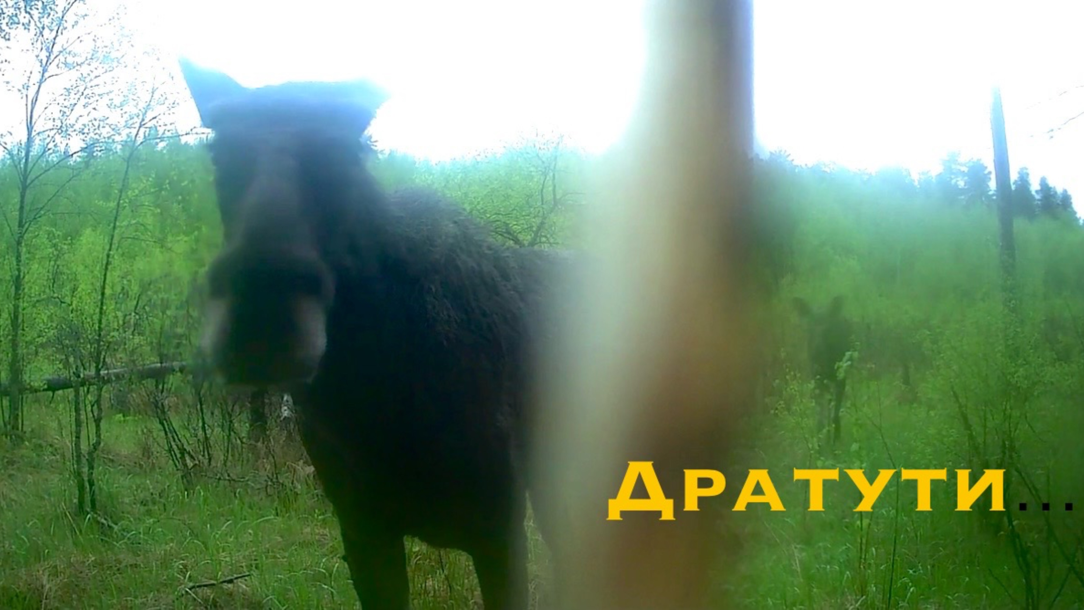 Эксперимент удался! Фотоловушка в лесу