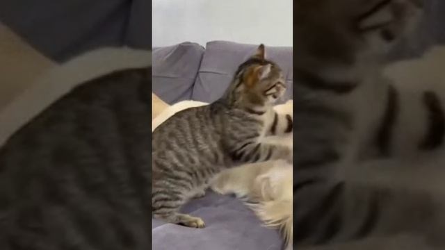 Собака и коты