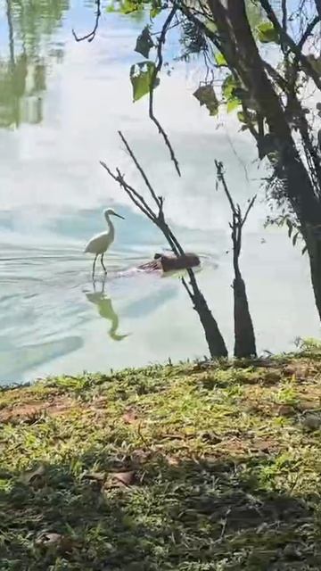 В Бразилии цапля плывёт верхом на капибаре