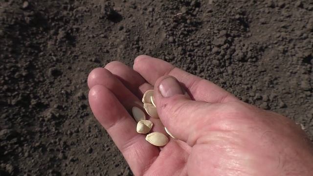 Посев кабачков и патиссонов