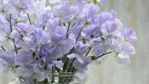 СП " А лето цвета...3"  Вступление.