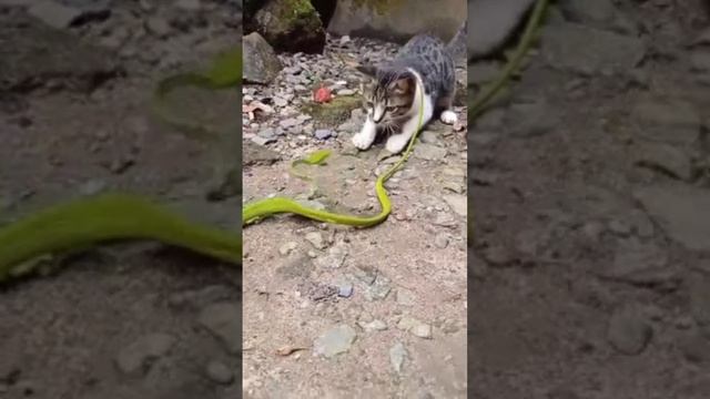 Кот, который быстро разделался со змеей