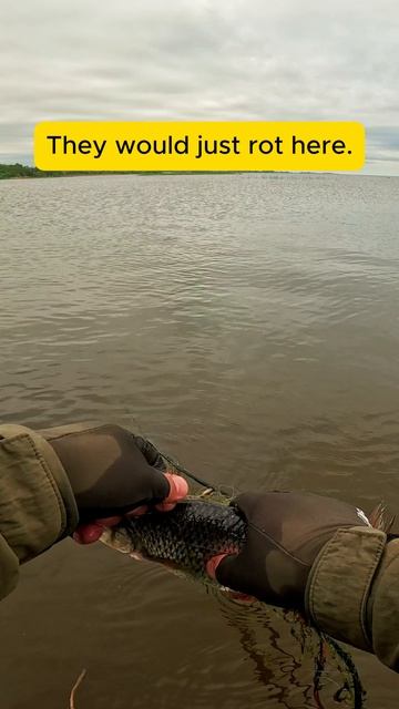 РЫБА в СЕТЯХ – вытаскиваю и отпускаю! Rescuing Fish from Poachers! | Short Viral Video #shorts