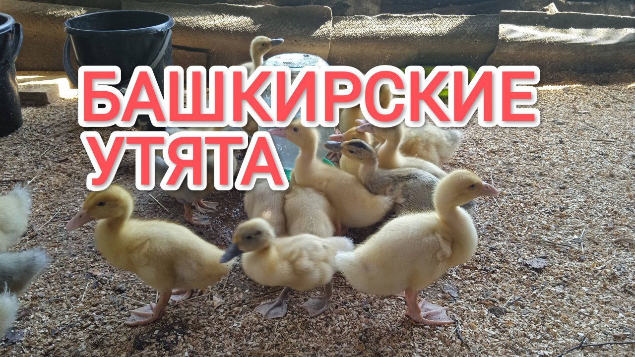Утята Башкирской породы