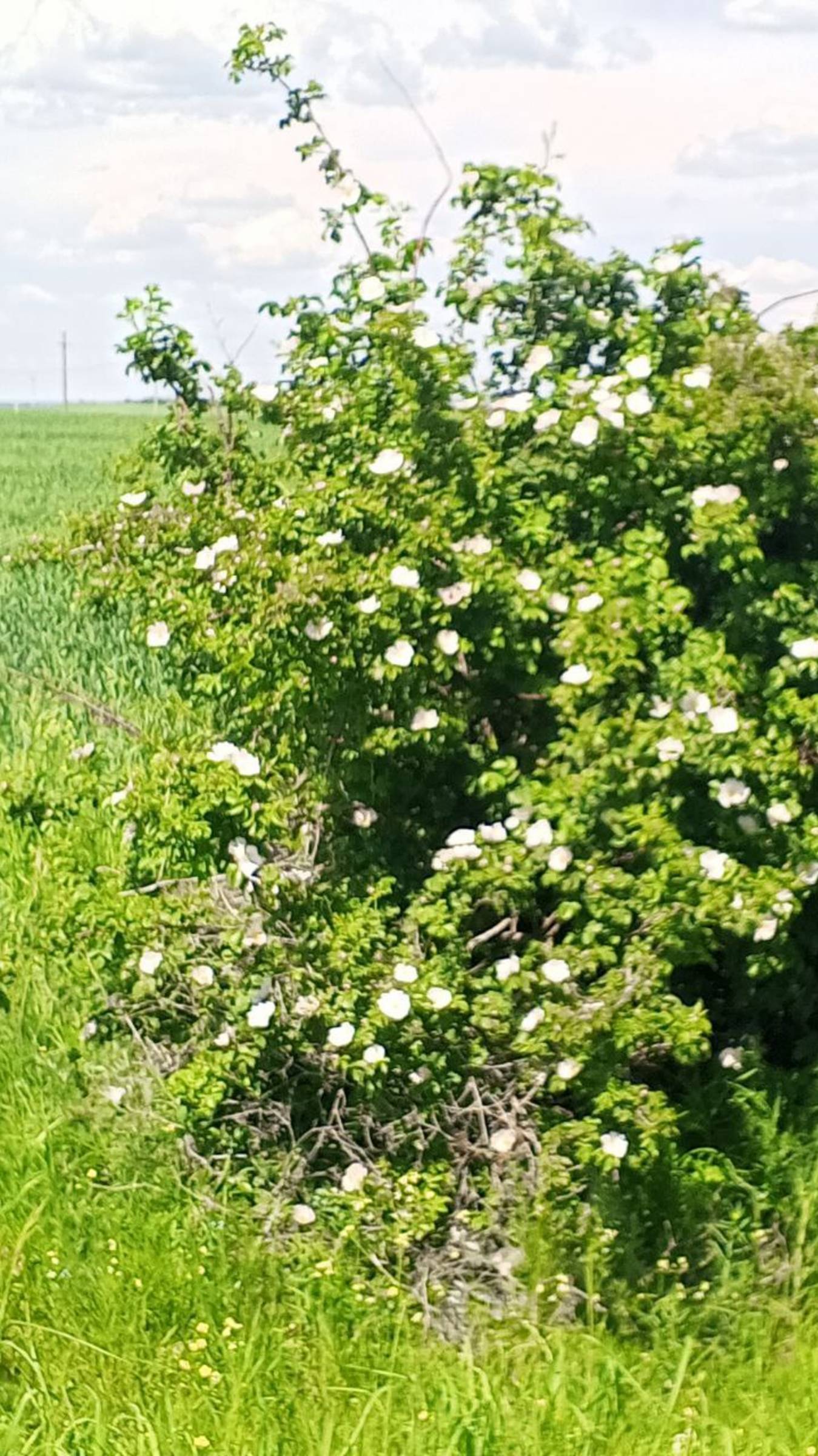 Где-то за деревней в поле ...