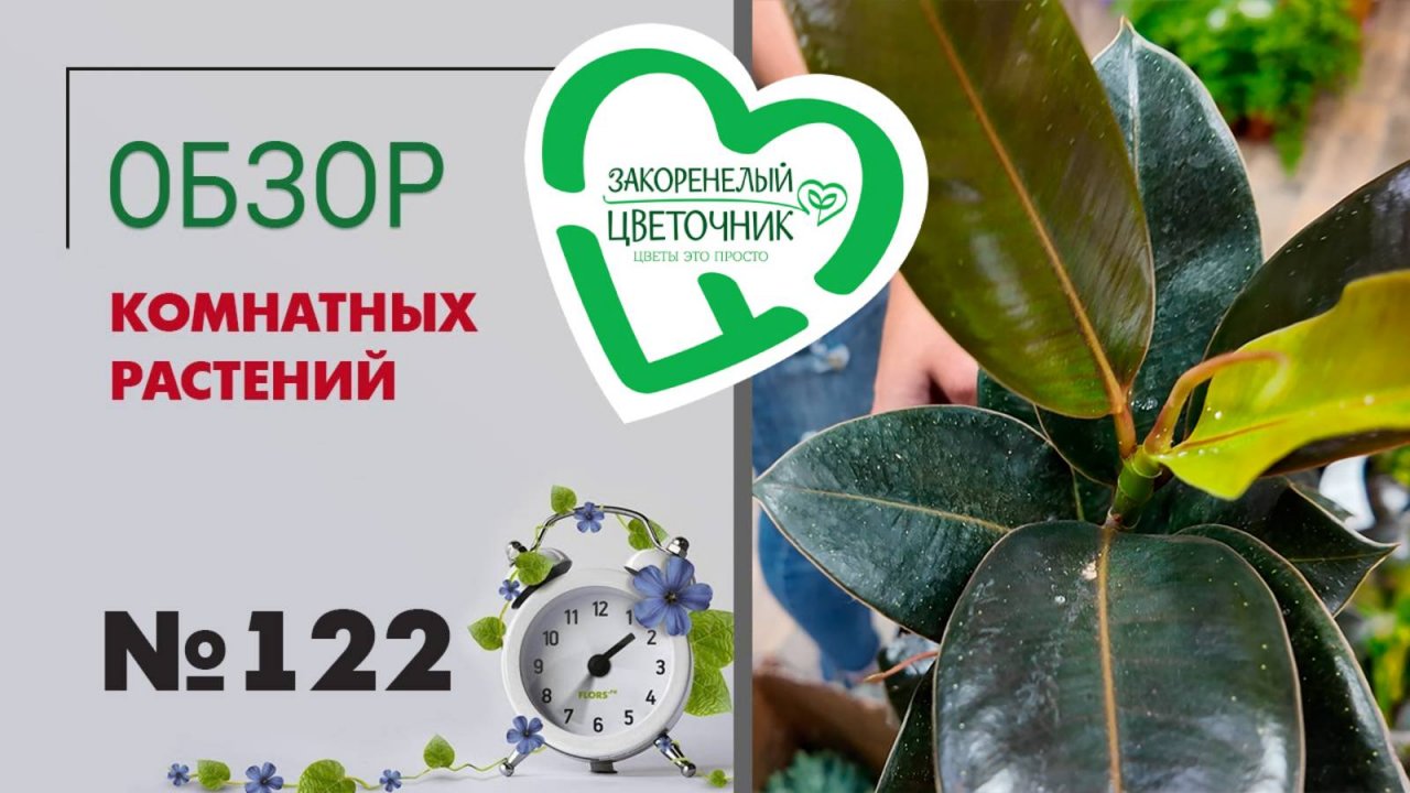 Обзор растений: ксантосома, кодиеумы, хойи, алоказии, пеперомии, гинура, драцены, кроссандра #122