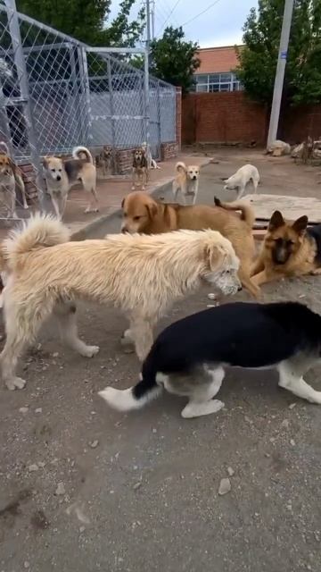 Решала в авторитете