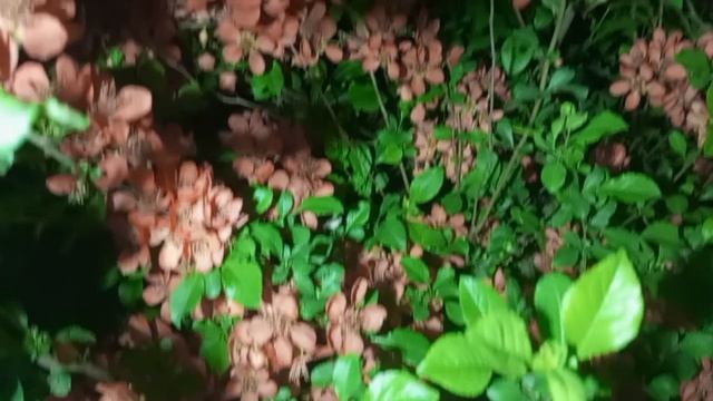 Ночная дурь/Прогулка по огороду