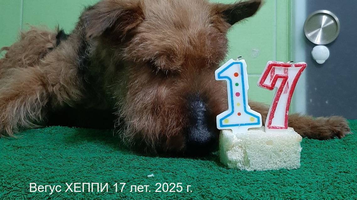 ВЕЛЬШ ТЕРЬЕРЫ - СЕМЬЯ В ДЕНЬ РОЖДЕНИЯ-V-2025