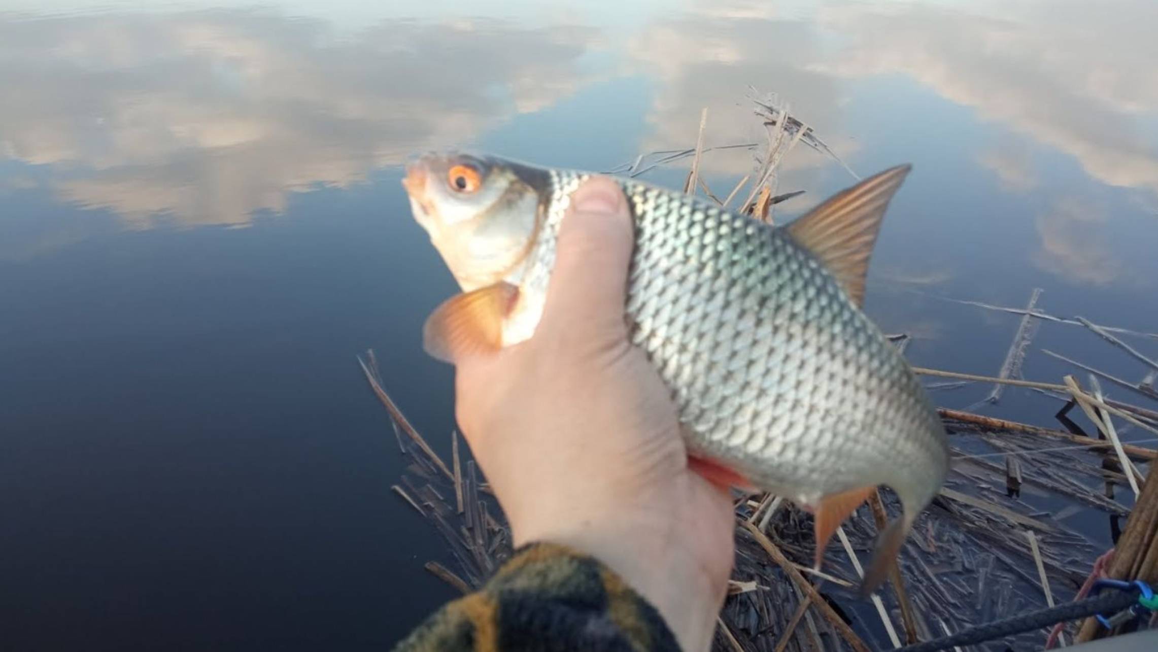 Ловля плотвы на удочку. Нюансы клёва. Как настроить снасть. Наживка. Клюёт на каждом забросе