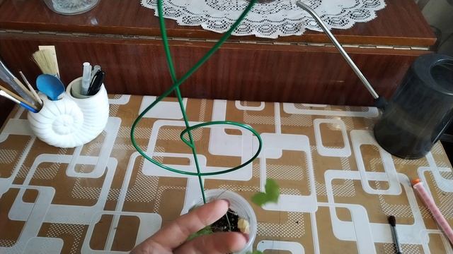 Диоскорея Элефантипес. Обзор.