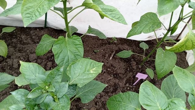 ХЛОРОЗЫ НА КУСТАХ ПЕРЦА.