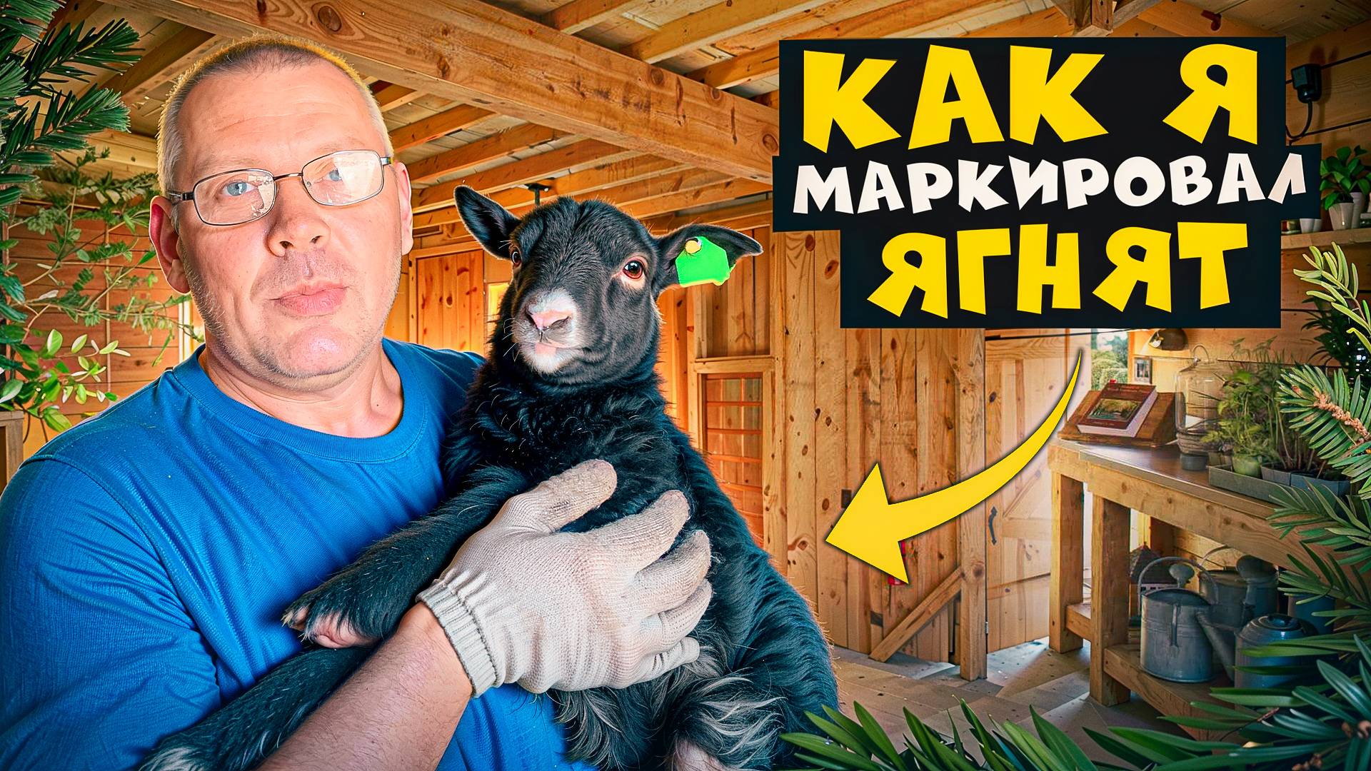 Теперь все подсчитано: как я маркировал молодых ягнят 🐏🔖 #МоеПодворье