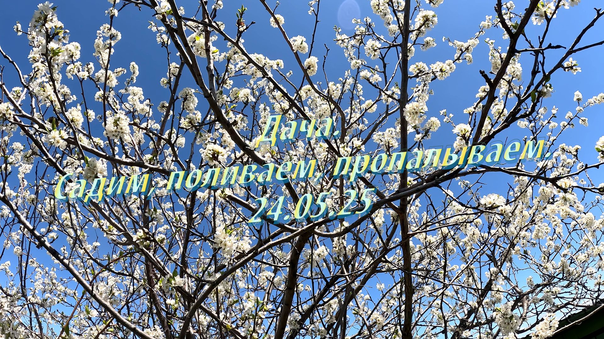 Дача. Садим, поливаем, пропалываем. 24.05.25