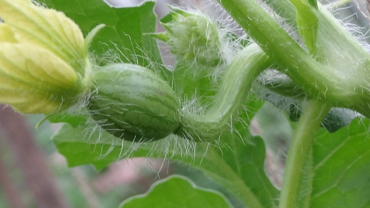 Опыление арбузов в теплице вручную кисточкой.