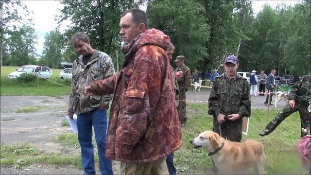 Шарьинская выставка охотничьих собак 2014г . Ринги - русских гончих.#охотасгончей#топ #hunting