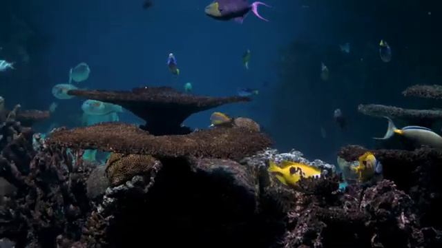 Рыбы аквариум с рыбками звуки воды