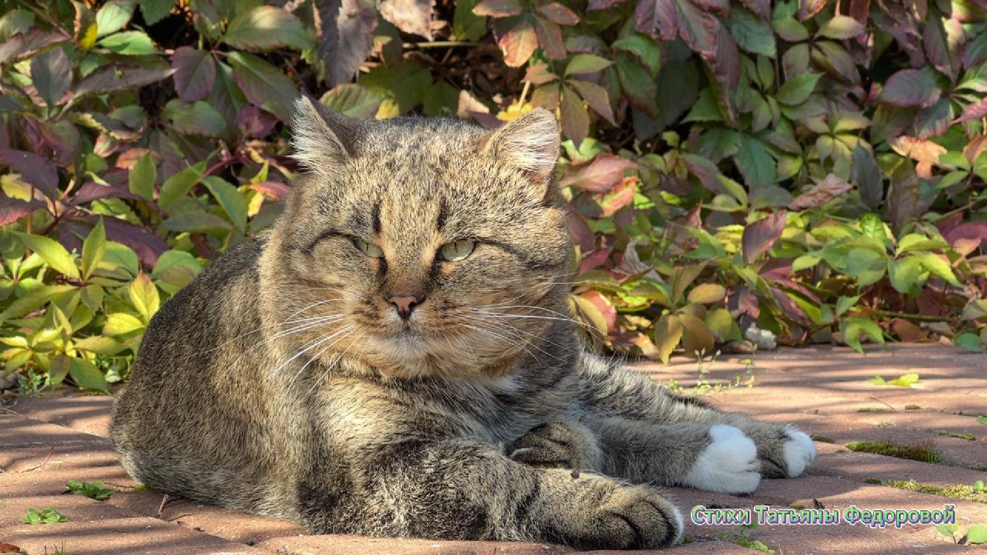 Стихи о лесном котике Барсике