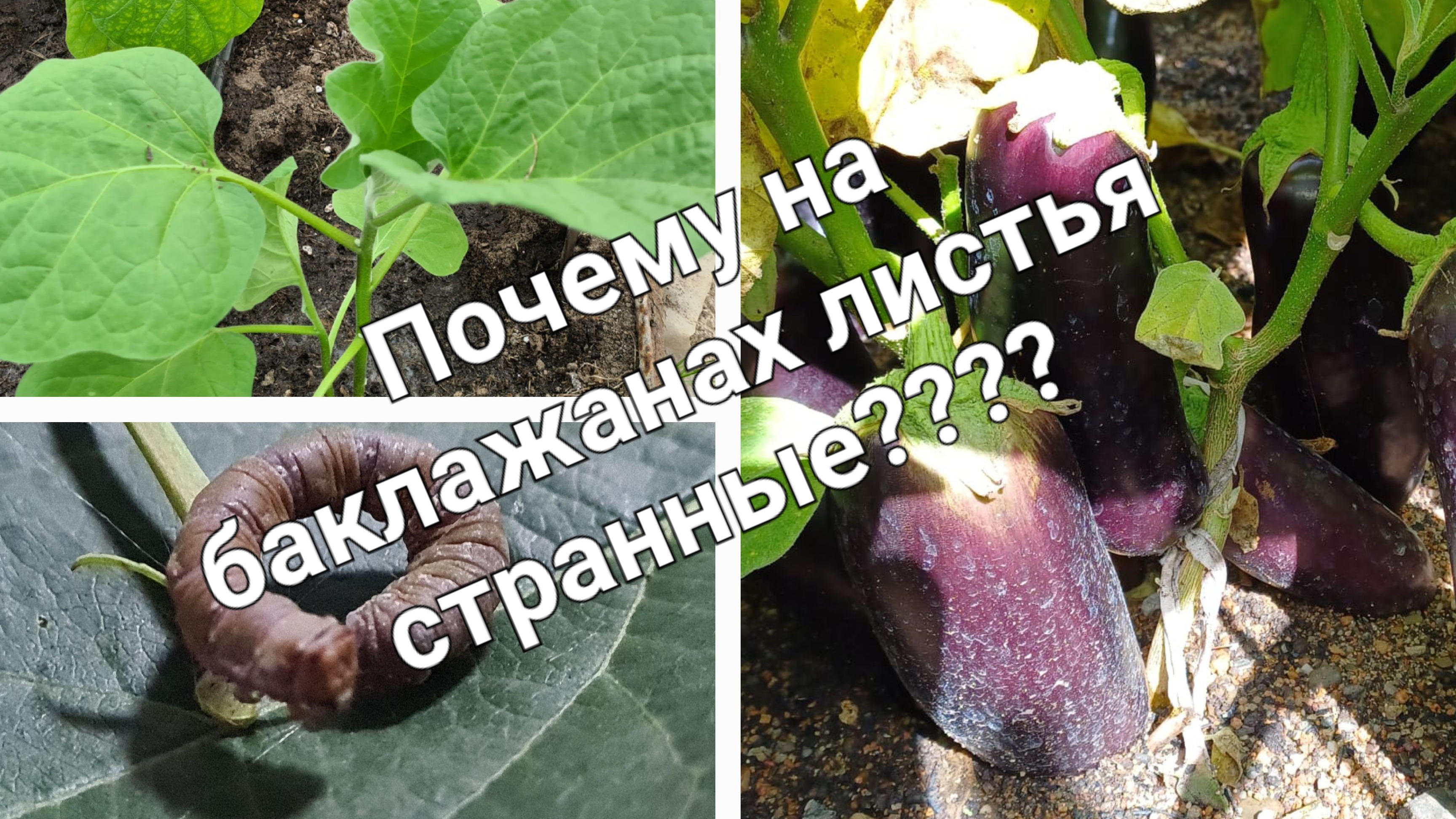 На листьях Баклажанов появились белые пятнышки? Пора принимать меры пока не потеряли часть урожая.