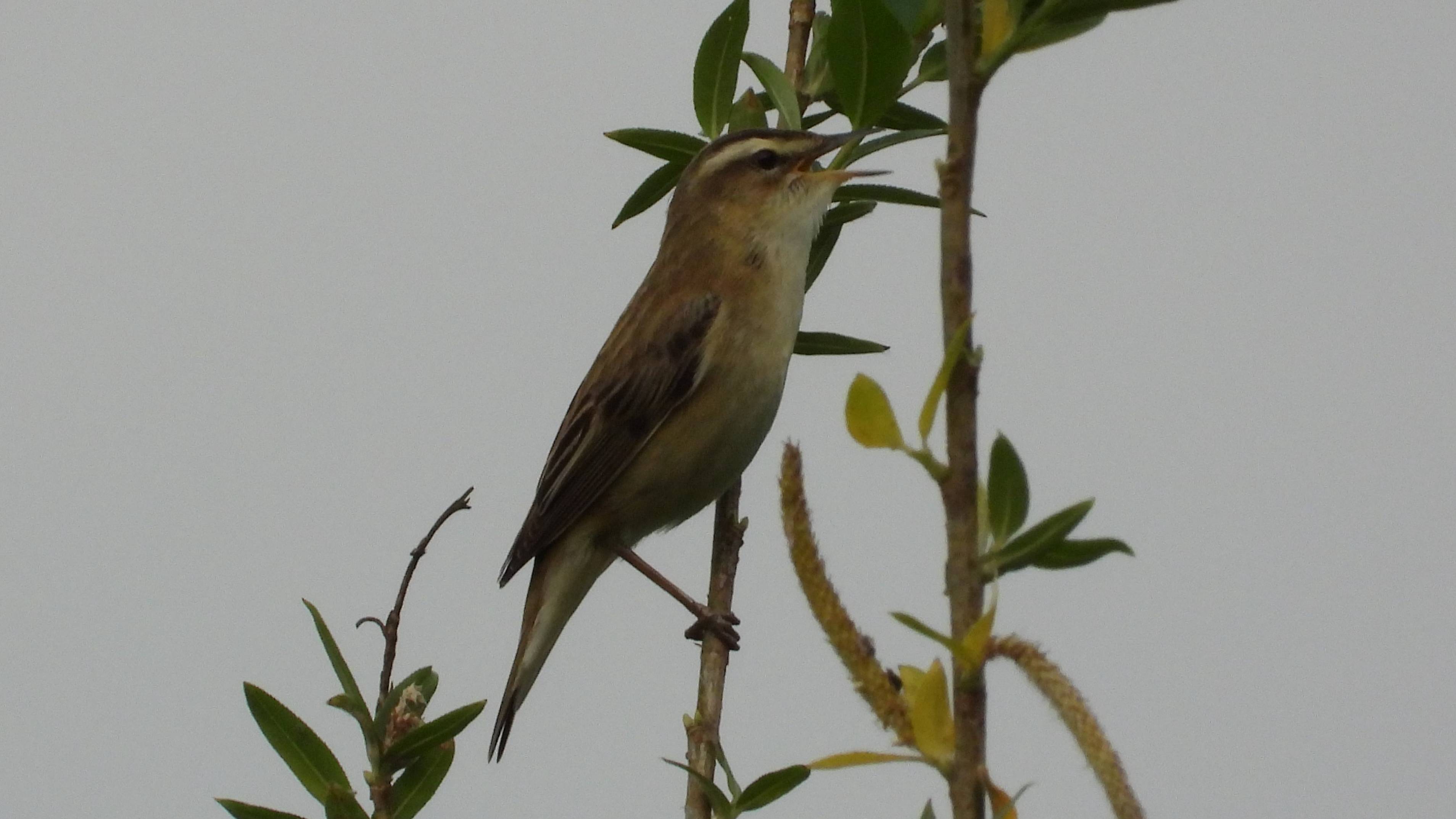 Голоса птиц. Камышовка Барсучок поет, наблюдение птиц в Великом Новгороде, 25 мая 2025