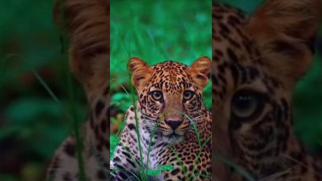 Яростная схватка