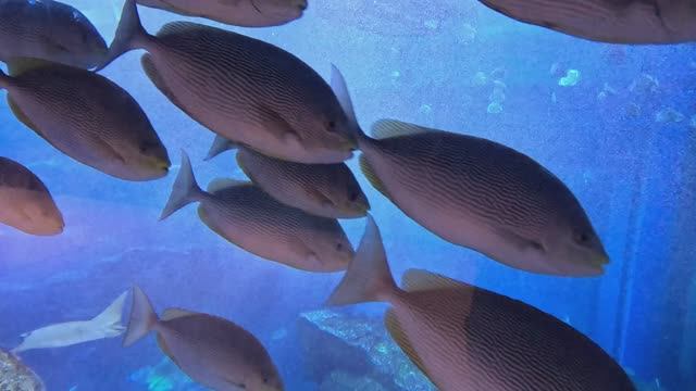 Дубай | аквариум в дубаи | дубай молл | 2025