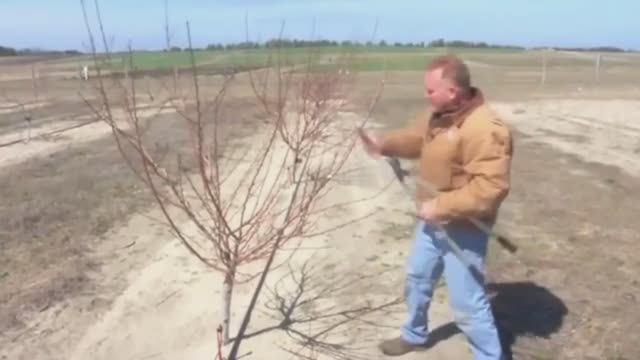 Обрезка двухлетнего персика