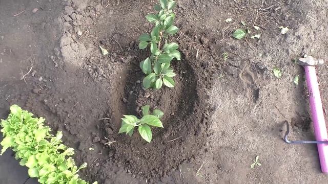 Прикапываю ветки яблонь для получения корнесобственных саженцев