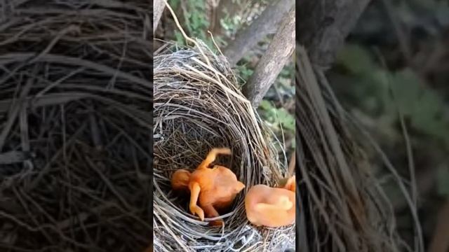 Пусть немного полетает