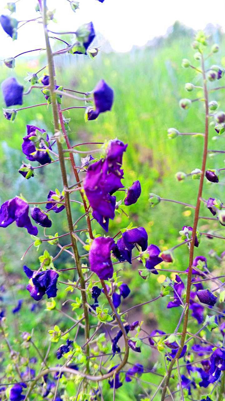 В поле за околицей