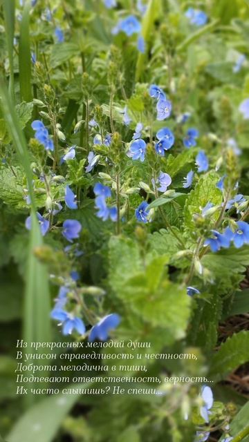 25.05.25 АЗ #ниднябезрифмы