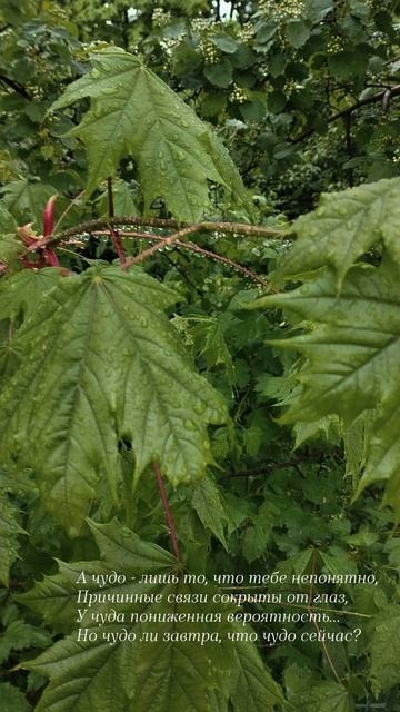 26.05.25 АЗ #ниднябезрифмы