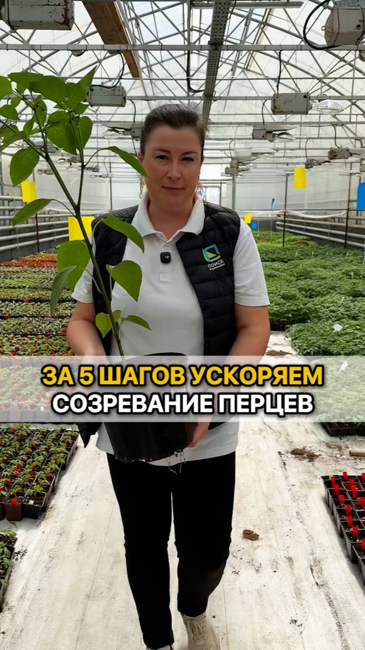 ЭТИ 5 шагов ускорят созревание ПЕРЦЕВ!