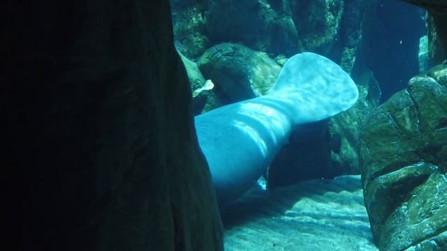 Окунитесь в удивительный подводный мир