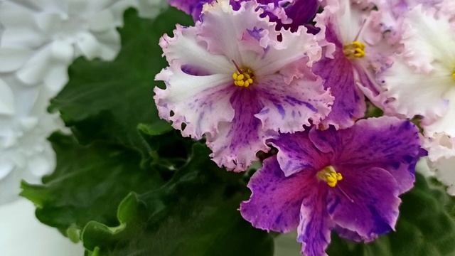 Фиалка Dn-Alter Ego спорт