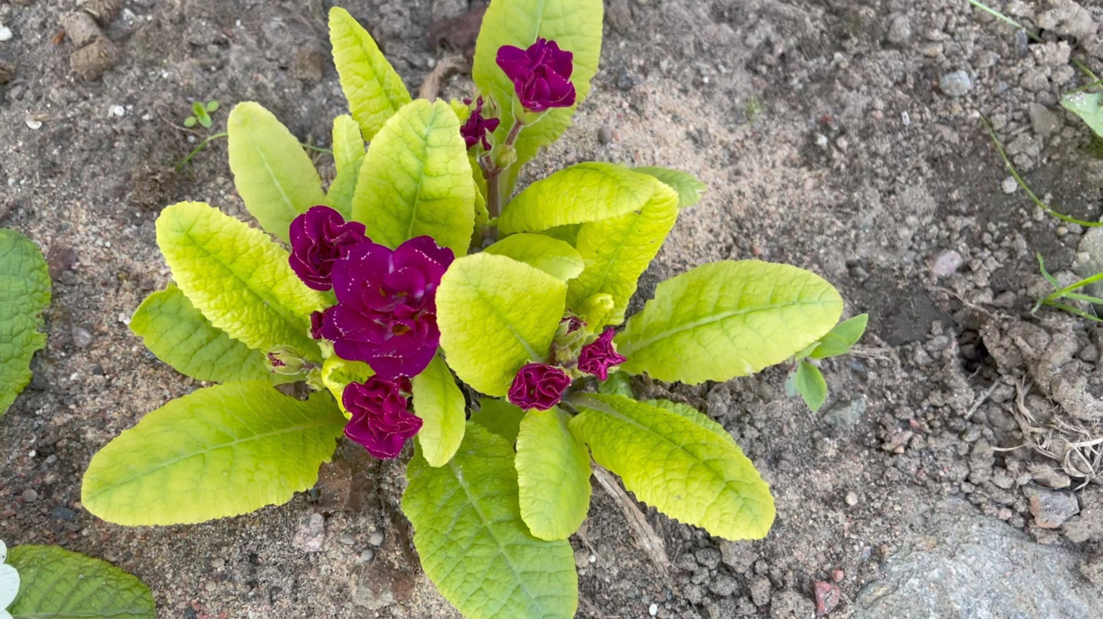 Май в Саду 15 и 17 мая 2025