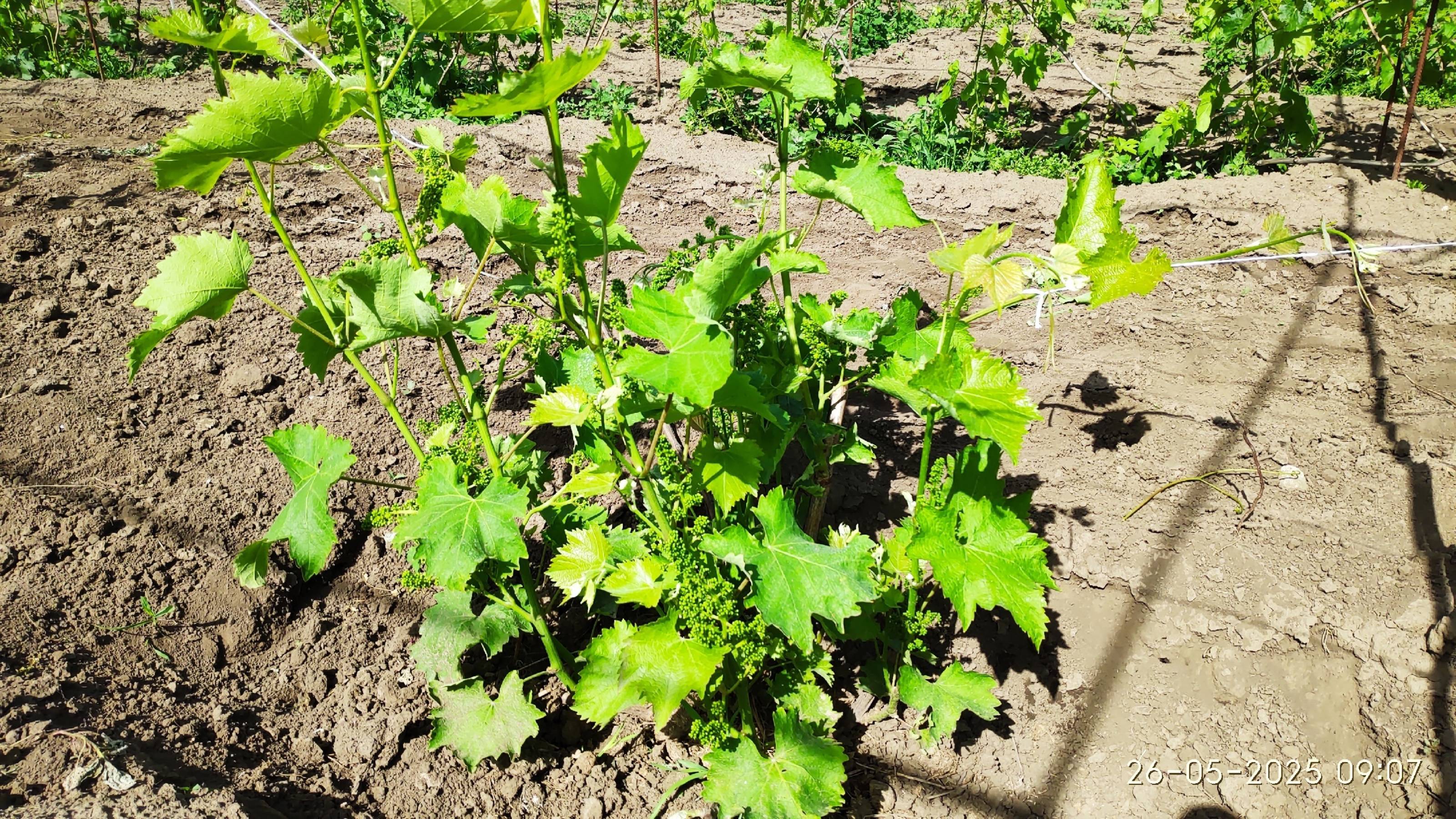 Жируют побеги винограда, что делать как сформировать виноград чтоб был урожай на следующий год