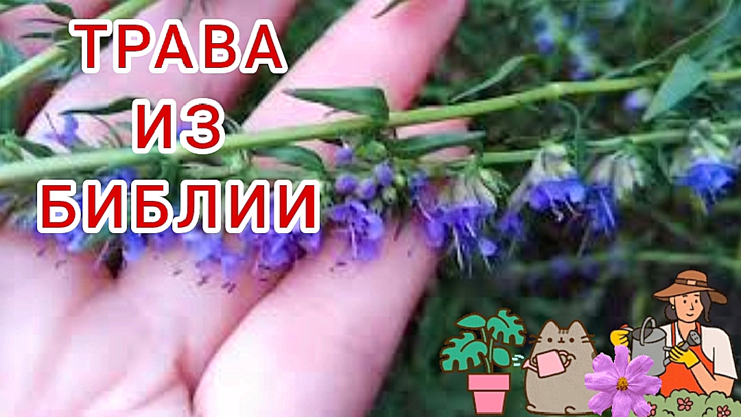 Иссоп, эсоб,синий зверобой.Священная трава. Красиво и полезно.