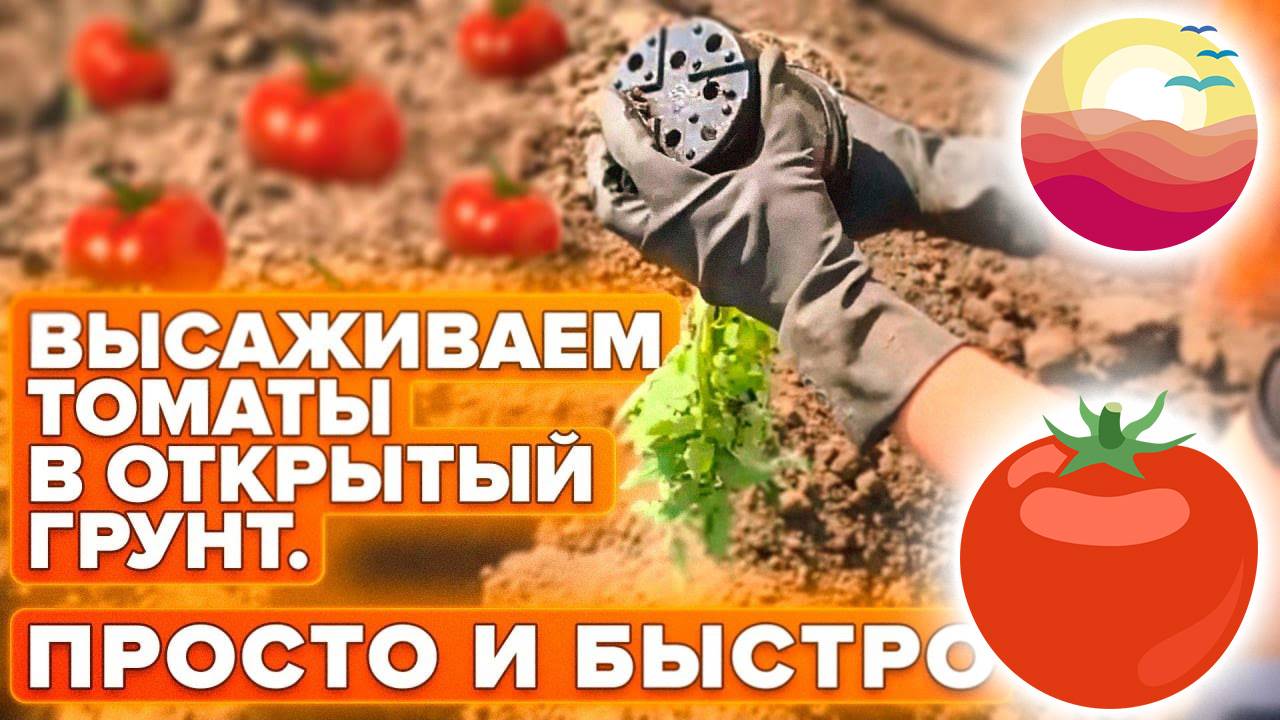 Посадка Помидор в Открытый Грунт. Как сажать помидоры в открытый грунт рассадой