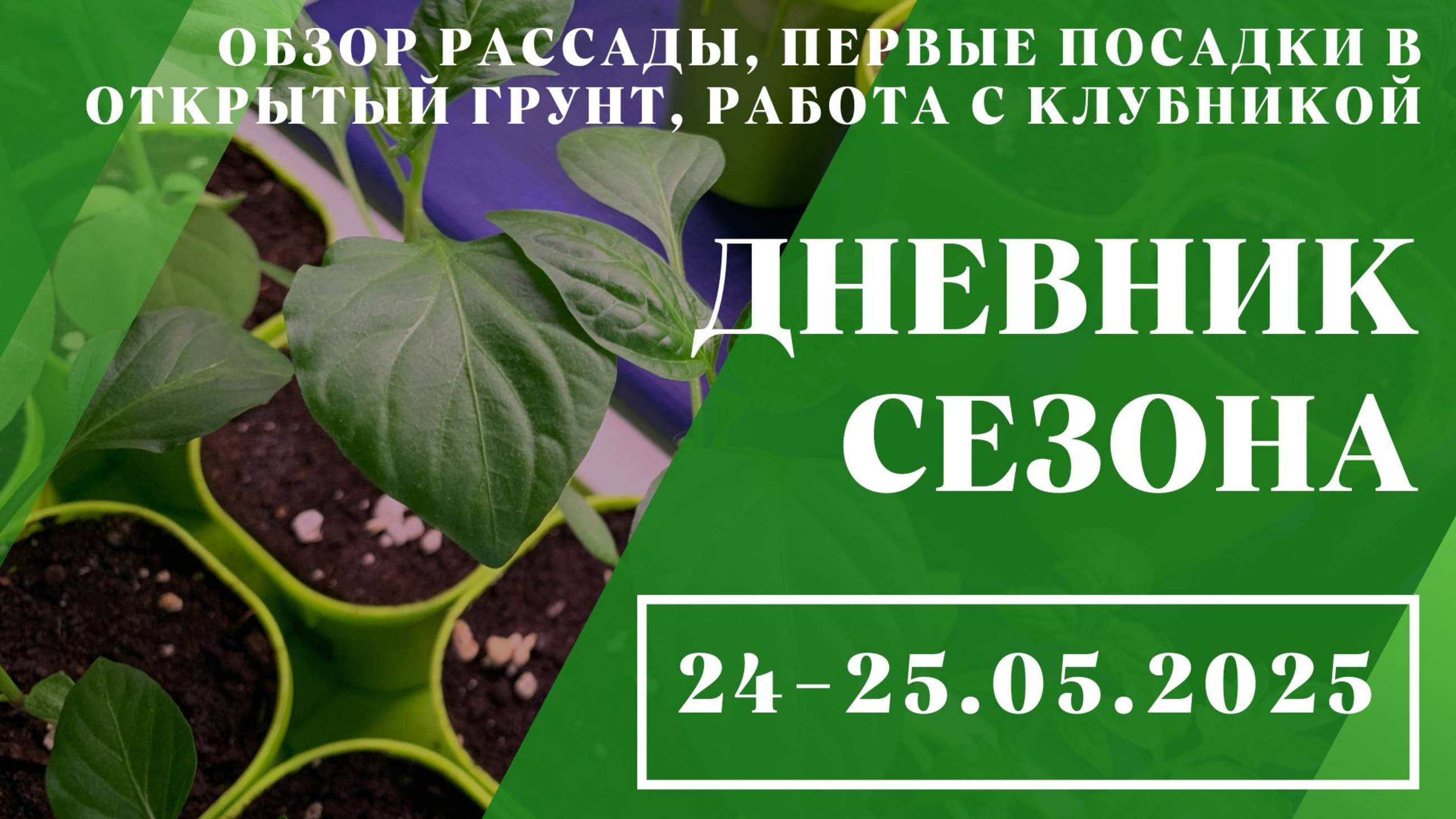Обзор рассады, первые посадки в открытый грунт, работа с клубникой // 24-25.05.2025
