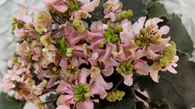 Фиалка DS-Маршмэллоу