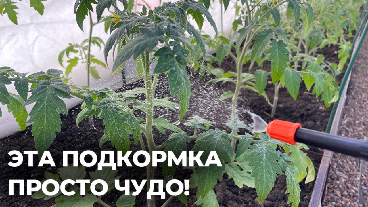 Эта ПОДКОРМКА ПРОСТО ЧУДО! Восстановит томаты и перец для активного роста и завязывания!